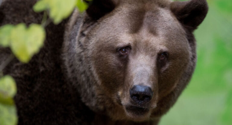 Bears waking from hibernation in Bieszczady