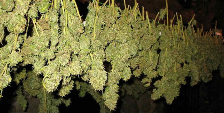 Poles in favour of medical marijuana