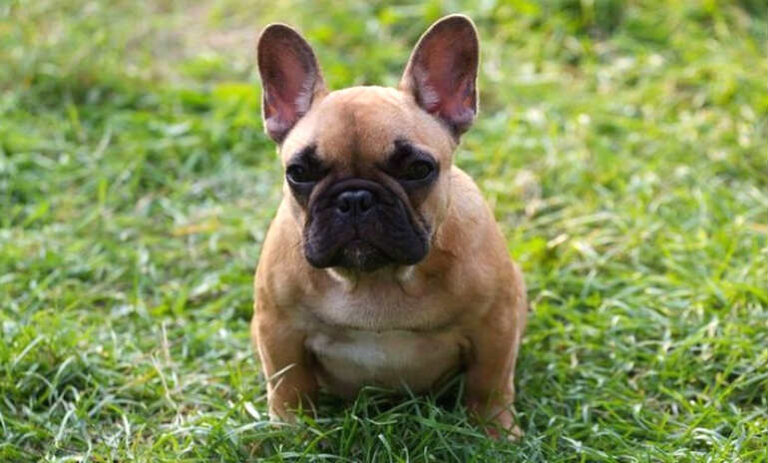 Polish puppies illegally imported into UK?