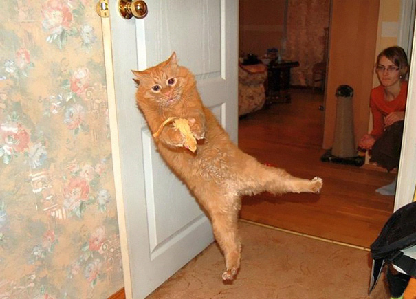 cute-cat10