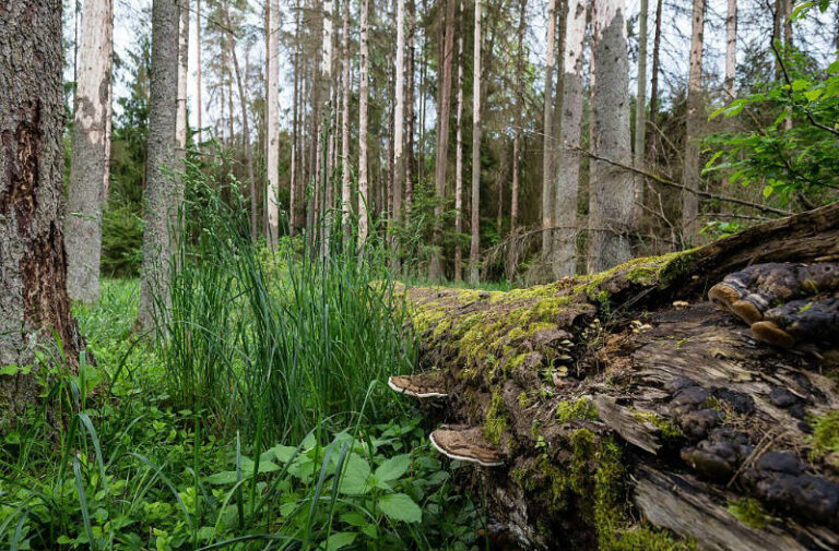 EC to open infringement proceedings over Białowieża logging