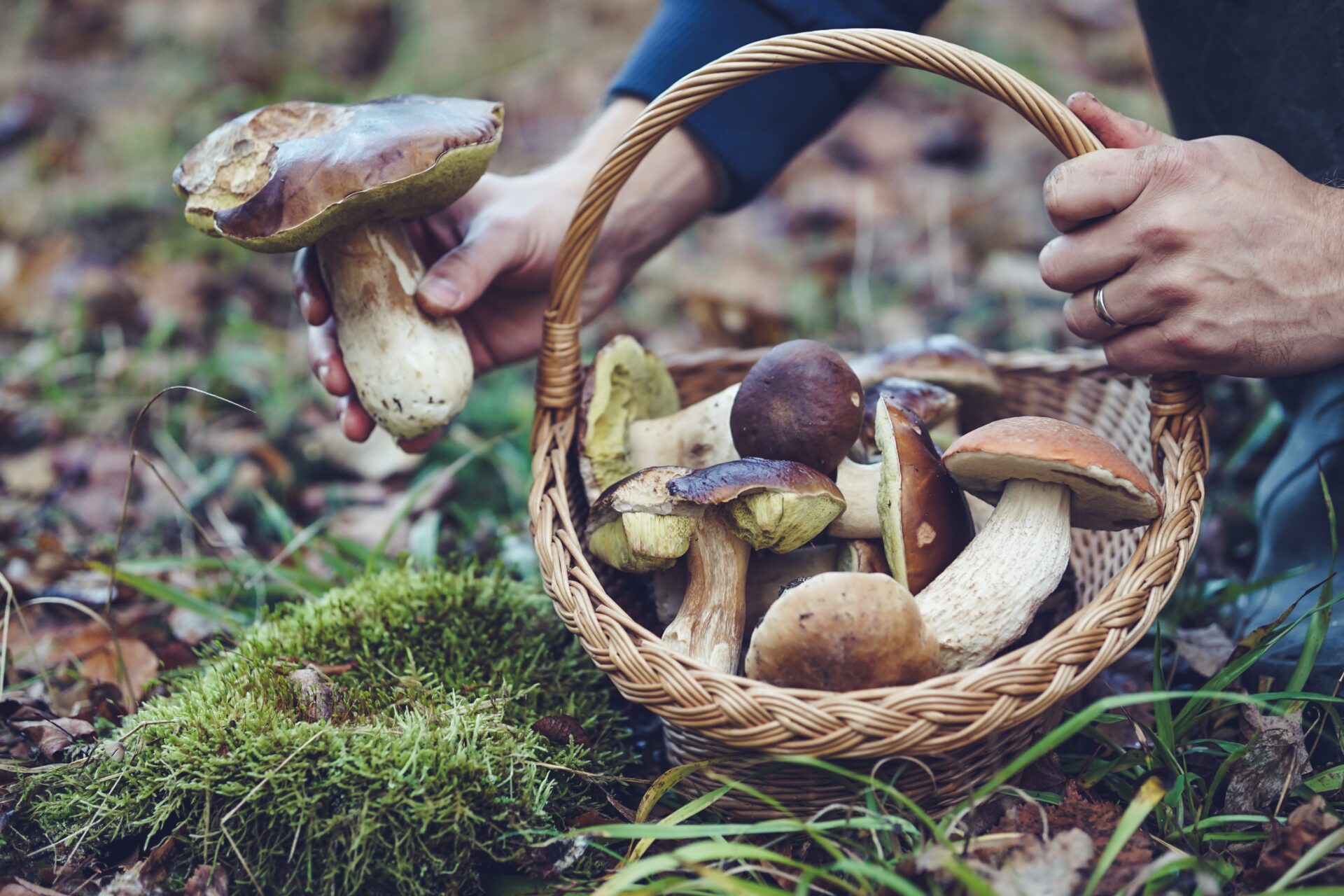 W wielu miejscach w Wielkiej Brytanii zbieranie grzybów jest zabronione. Przeczytaj dokładnie gdzie wolno iść na grzybobranie, aby uniknąć problemów. Foto: Shutterstock