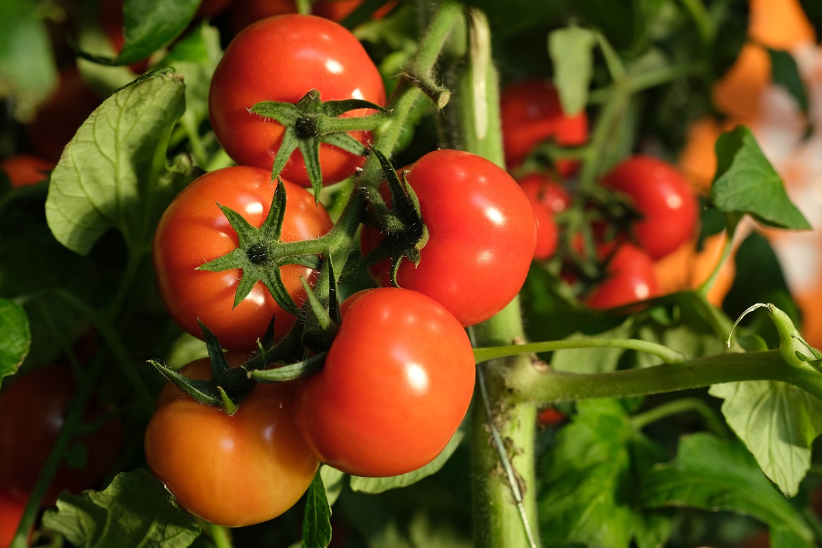 Zakażenia salmonellą w Wielkiej Brytanii