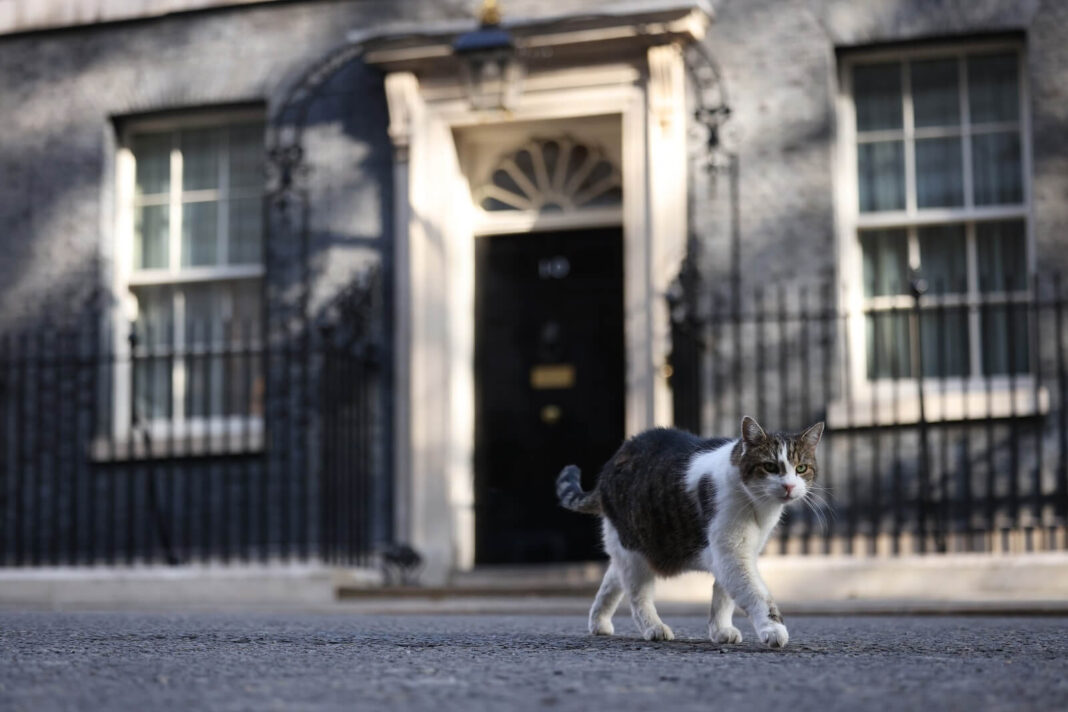 Kot Larry na Downing Street