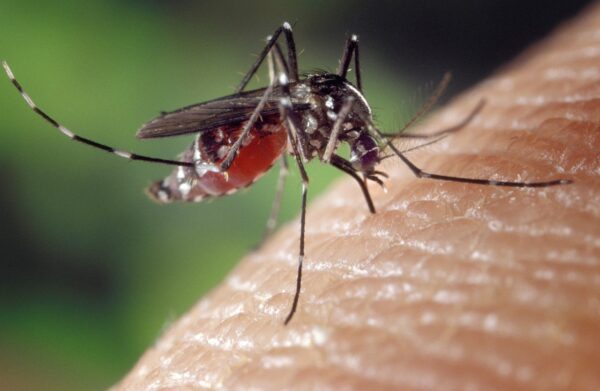 Wzrost zachorowań na wirusową chorobę chikungunya