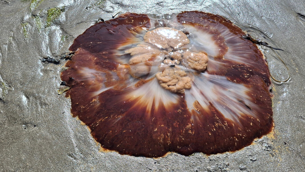 Ogromna meduza odnaleziona na plaży w UK. Uwaga! Może być niebezpieczna fot. Shutterstock