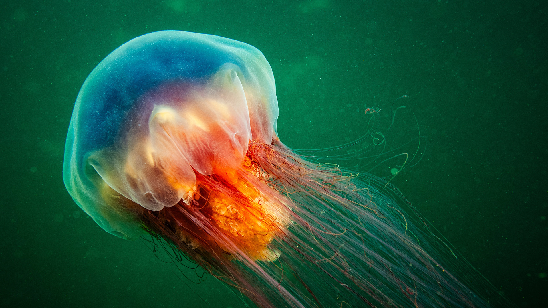 Ogromna meduza odnaleziona na plaży w UK. Uwaga! Może być niebezpieczna fot. Shutterstock