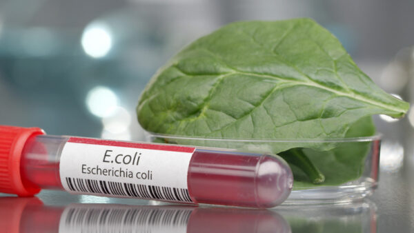 Zakażenie krwotoczną bakterią E.coli