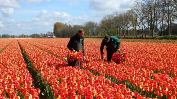 Milion więcej pracowników z zagranicy niż mówią oficjalne dane. Czy rząd panuje nad migracją?