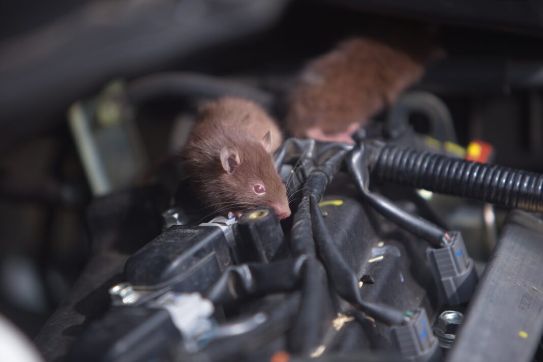 Rats,Make,Nests,In,The,Engine,Room,Of,The,Car zniszczony samochód