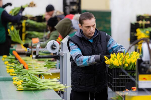 Pracownicy w Holandii skorzystają na zmianach podatkowych