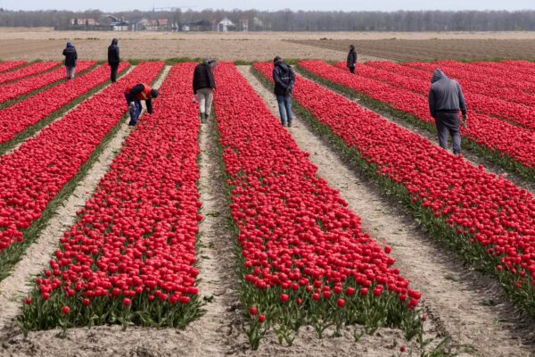 Agencje pracy tymczasowej często zaniżają wynagrodzenia pracownikom