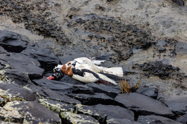 Ptasia grypa atakuje już psy i koty. Wirus niebezpiecznie ewoluuje!