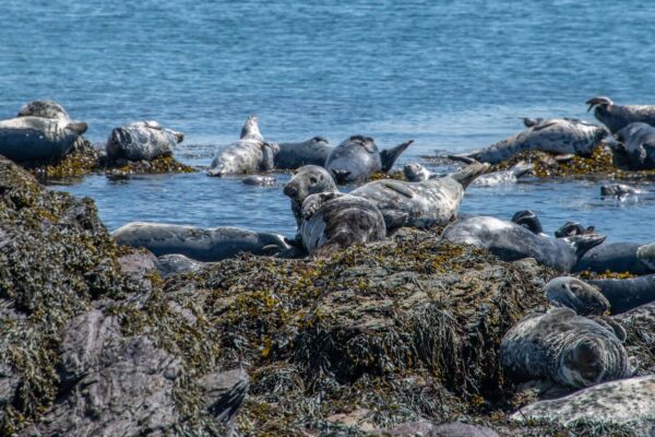 Na wyspie więcej żyje fok szarych niż ludzi