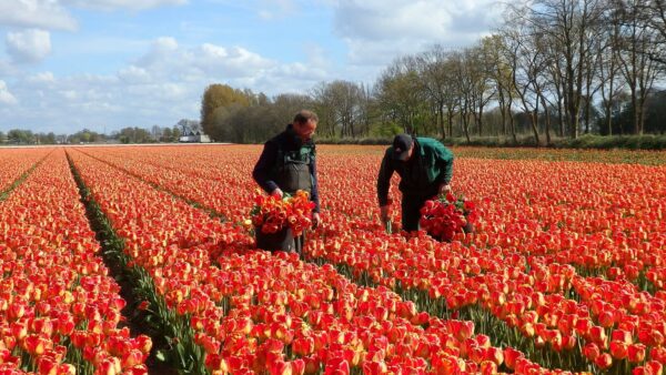 Praca tymczasowa nie jest popularna wśród Holendrów, dlatego pracodawcy muszą rekrutować ludzi za granicą