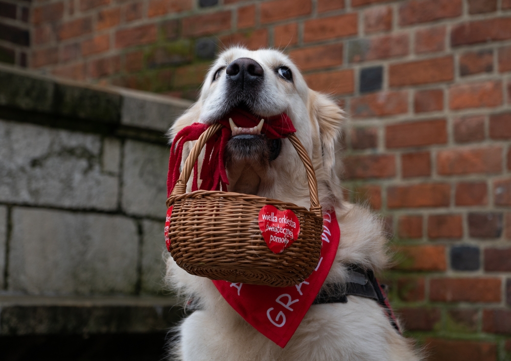 34. Finał Wielkiej Orkiestry Świątecznej Pomocy w Irlandii – gdzie, kiedy i jak gra Polonia