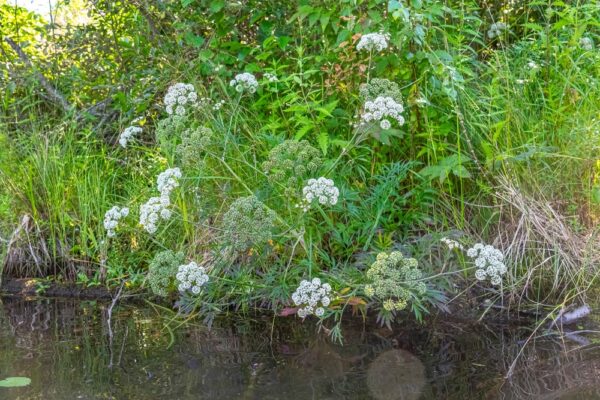 “Palce trupa” na plażach w Dublinie! Niepozorne z wyglądu zagrożenie życia