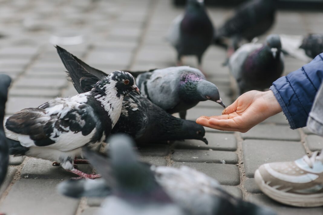 Absurdalnie wysoka kara za karmienie gołębi wzbudza opór