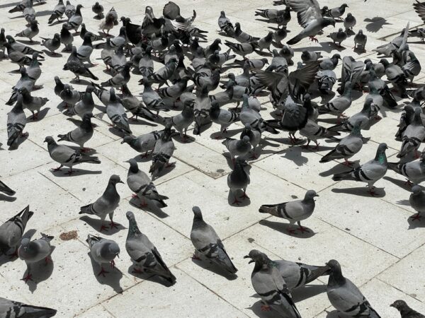 Absurdalnie wysoka kara za karmienie gołębi wzbudza opór