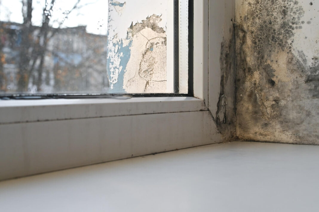 Pleśń w mieszkaniach socjalnych jest coraz częstszym problemem
