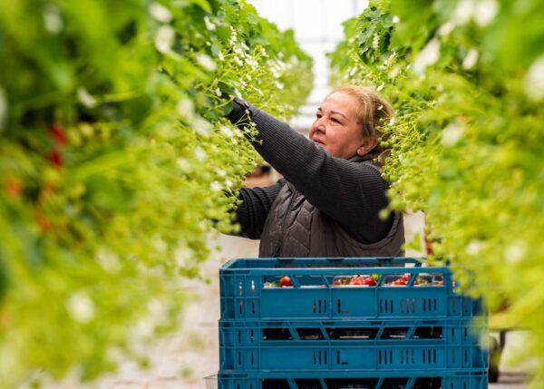 Wśród pracowników sezonowych w Holandii jest wielu niezarejestrowanych imigrantów