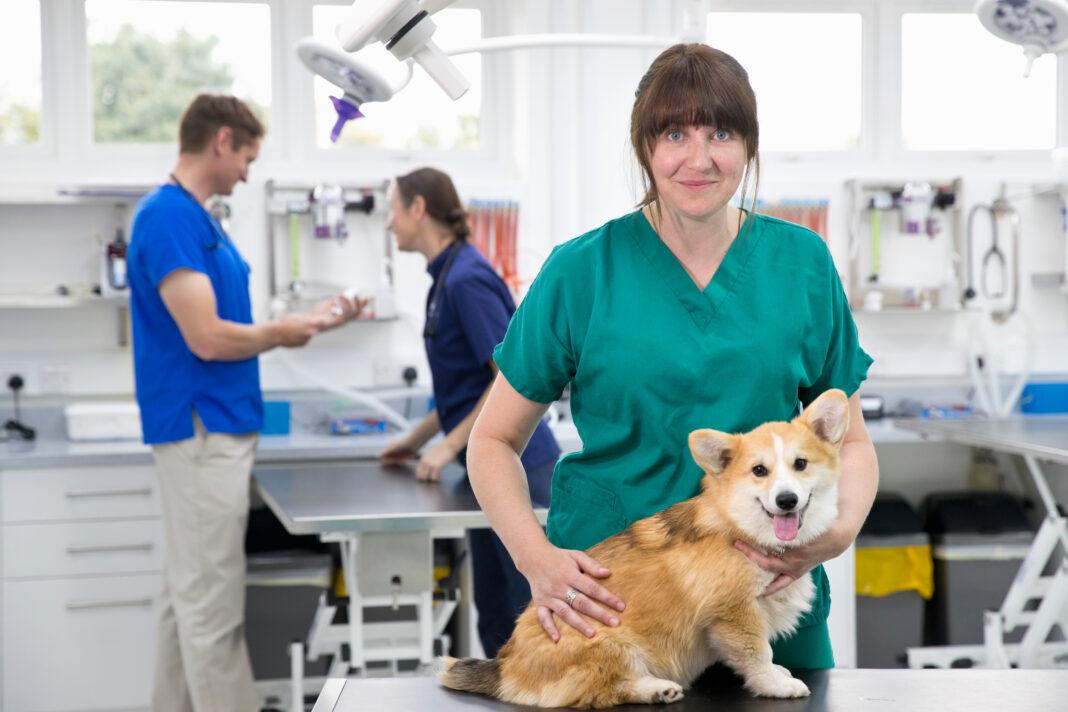 Koniec ukrytych opłat u weterynarzy. Rząd wprowadza limity i obowiązkowe cenniki.