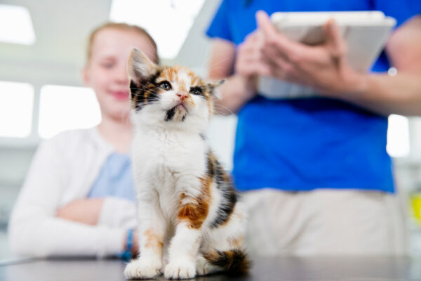Koniec ukrytych opłat u weterynarzy. Rząd wprowadza limity i obowiązkowe cenniki.