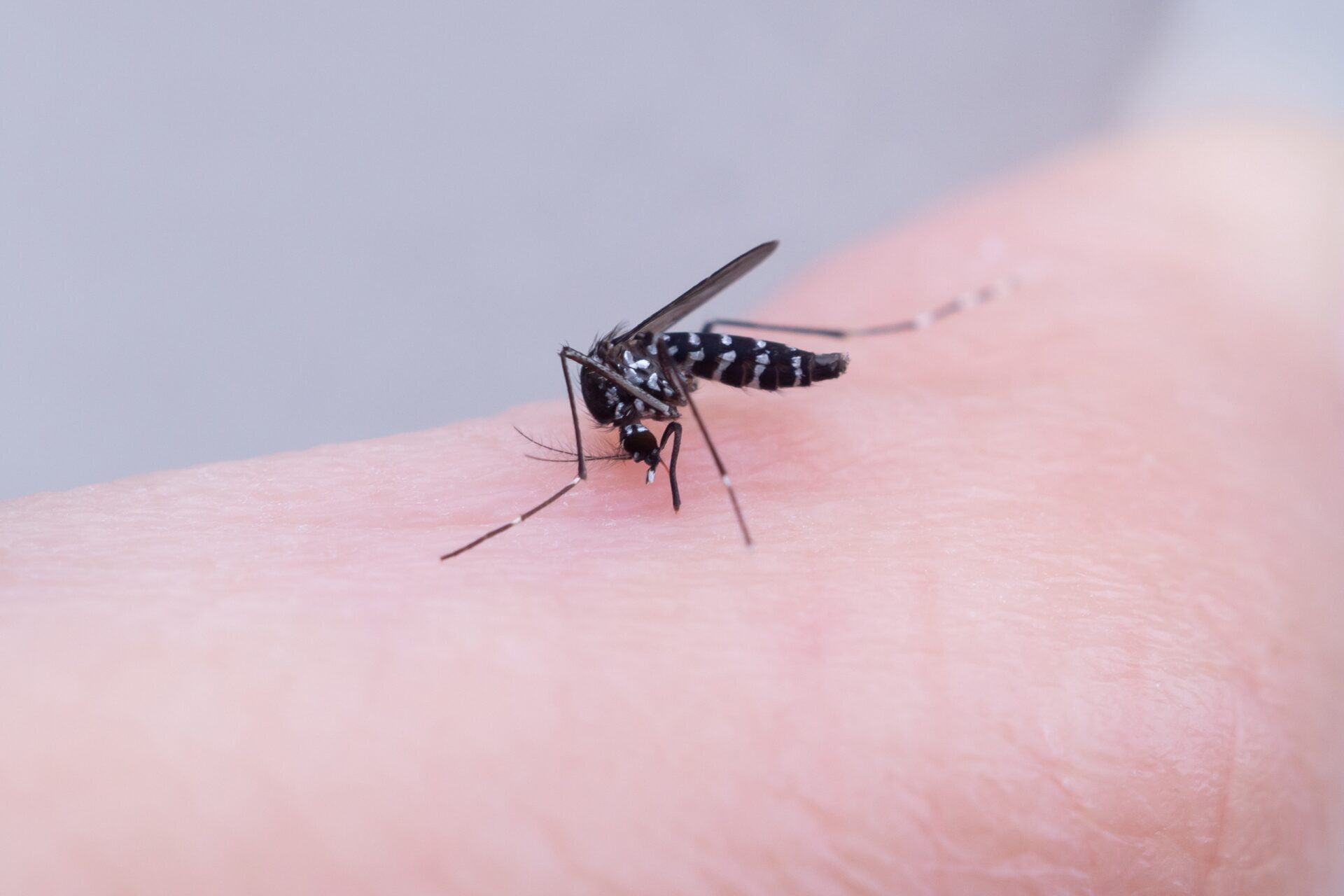 Malaria na lotnisku. Foto: Shutterstock