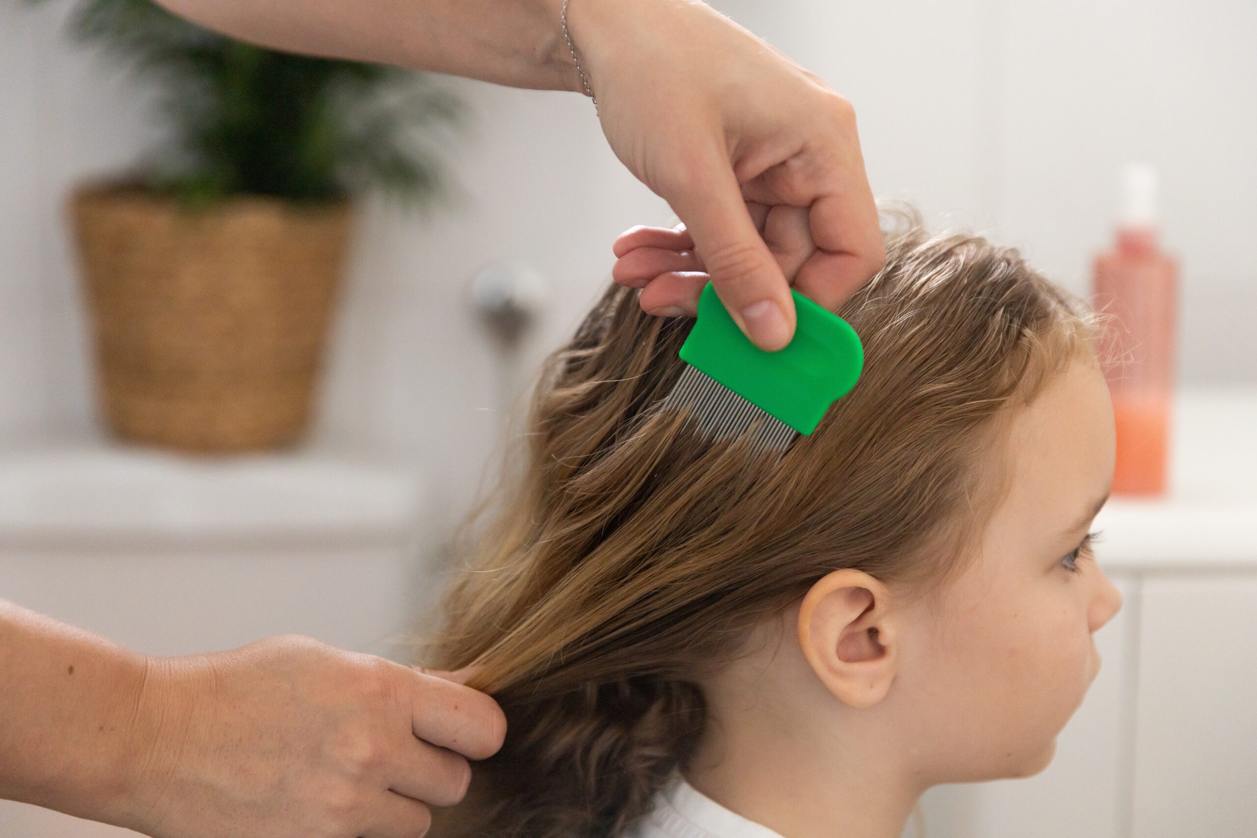 Wielu rodziców zauważa, że wszy uodporniły się na popularne preparaty. Najskuteczniejsze jest regularne wyczesywanie gęstym grzebieniem. Foto: Shutterstock